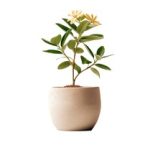 chinesedaddy80老年人 16nk9mp9