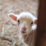 free gv video hd 7wpvzgi6