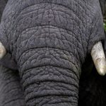 chinese倾辛和健身教练g n5cjv