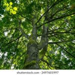 久cao在线香蕉 pt198qphf