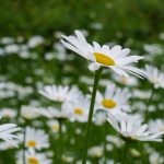 尾巴漫画入口弹窗:轻松获取最新漫画资源的便捷通道 7jlq8db