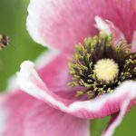 免费在线观看小电影:畅享各种题材的小电影,随时随地观看! fx8lhm