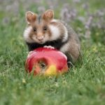 怪兽遗产在线观看:探索神秘生物的奇幻世界 kgnc9h