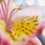 唐诗宋词的魅力正在为您加速文化之旅 xzc3s