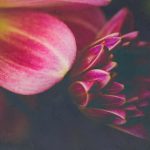 探索本子漫画绅士库:成人漫画的魅力与文化 2jrv64u