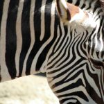 探索爱情岛官网独家内容,尽享浪漫之旅 n8t1fn