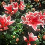 探索link.haoyisheng:健康生活的全新连接平台 osso8pylu