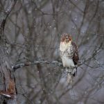 探索Horniman Horticulture:园艺的艺术与科学结合 wrs3u